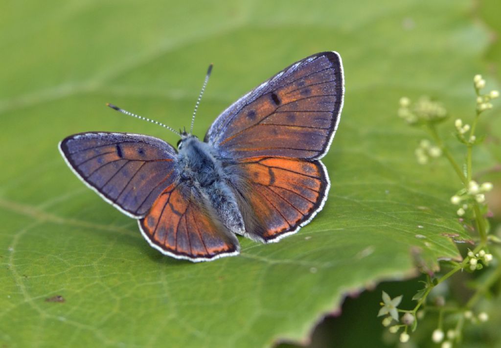 Lycaena alciphron?